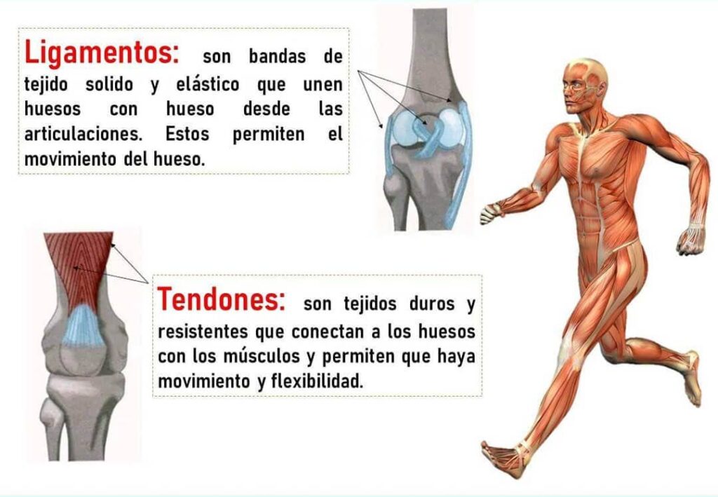 Lo que los padres deben saber sobre las fracturas por avulsión en atletas jóvenes